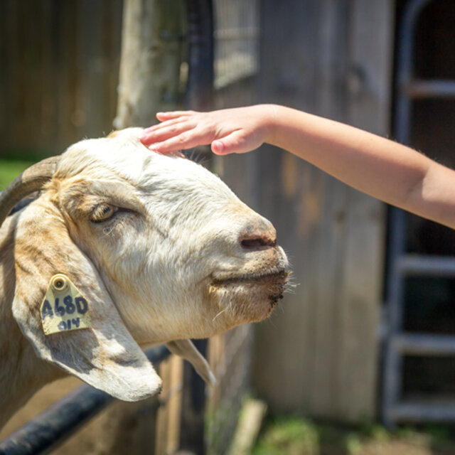 Petting Farm & Pony Rides